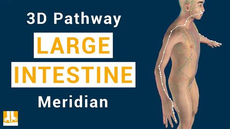 the large intestine channel pathway